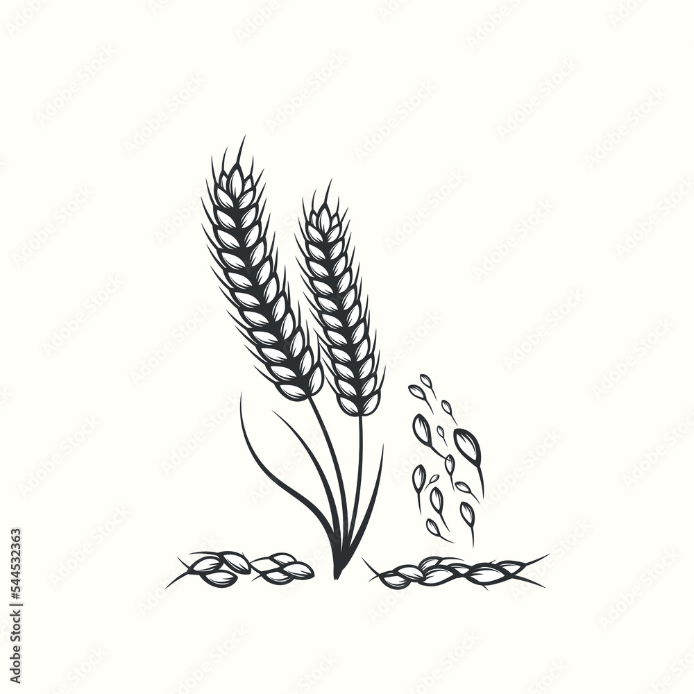 Hand drawn black and white silhouette of wheat ears cereals barley illustration in vintage and retro style on white background