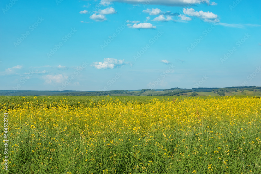 agricultural crops, sown fields of yellow rapeseed, selective focus