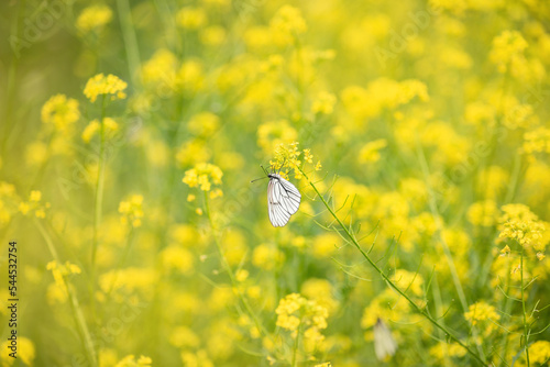 one beautiful white butterfly on summer yellow flowers, selective focus, desktop wallpaper