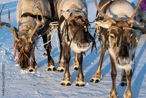 Reindeer in a team with a wooden sledge sled. Festive sleigh rides on the city square photo