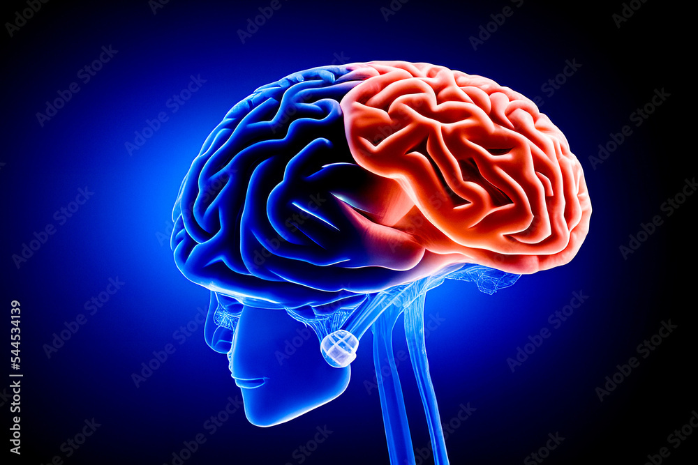Obraz premium Human brain anatomy