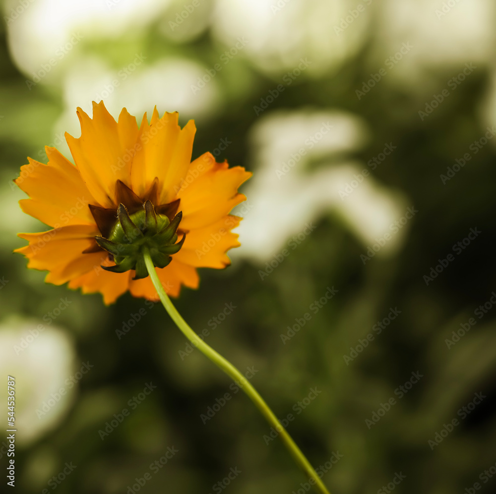 Obraz premium Plains Coreopsis . Single bloom . View from behind