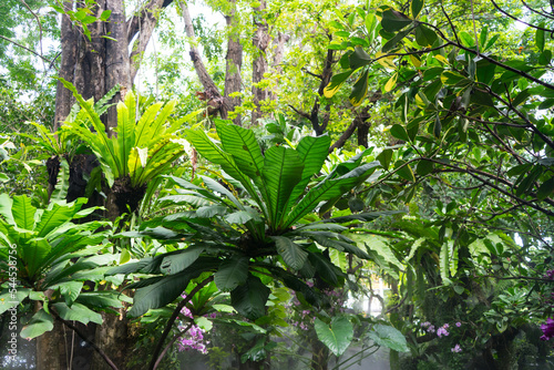 Forest in spring with the concrete walkway and sun rays in background, Various ornamental plants in the garden.