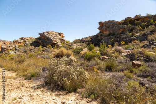 Landscape near Eselbank in the Cederberg Mountains with green bushes in the foreground and some hills in the background