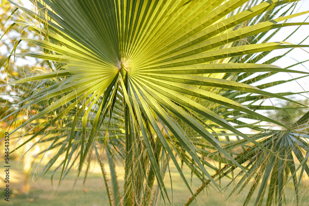 Fototapeta premium Green leaf of palm tree background