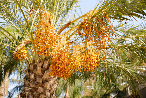 Closeup of colourful dates clusters photo