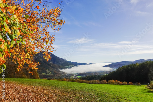Fototapeta Naklejka Na Ścianę i Meble -  dense white fog in a valley with colorful landscape in autumn