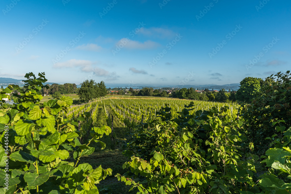 Grapevines on Reichenau Island, panoramic view from the Hochwart lookout over the island, Baden-Wuerttemberg, Germany