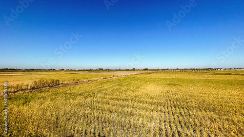 Blue sky and rice field