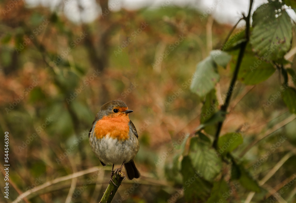 Fototapeta premium Robin redbreast sitting on a thorny stem