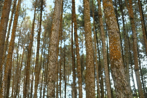 atmosphere in the pine forest