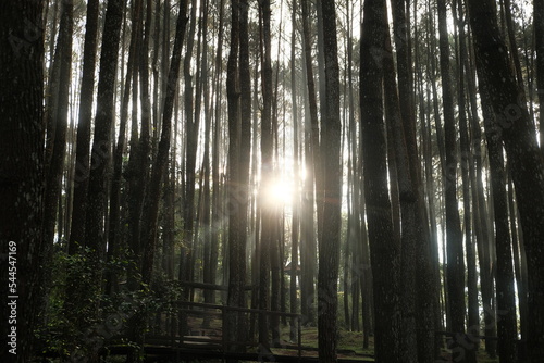 atmosphere in the pine forest