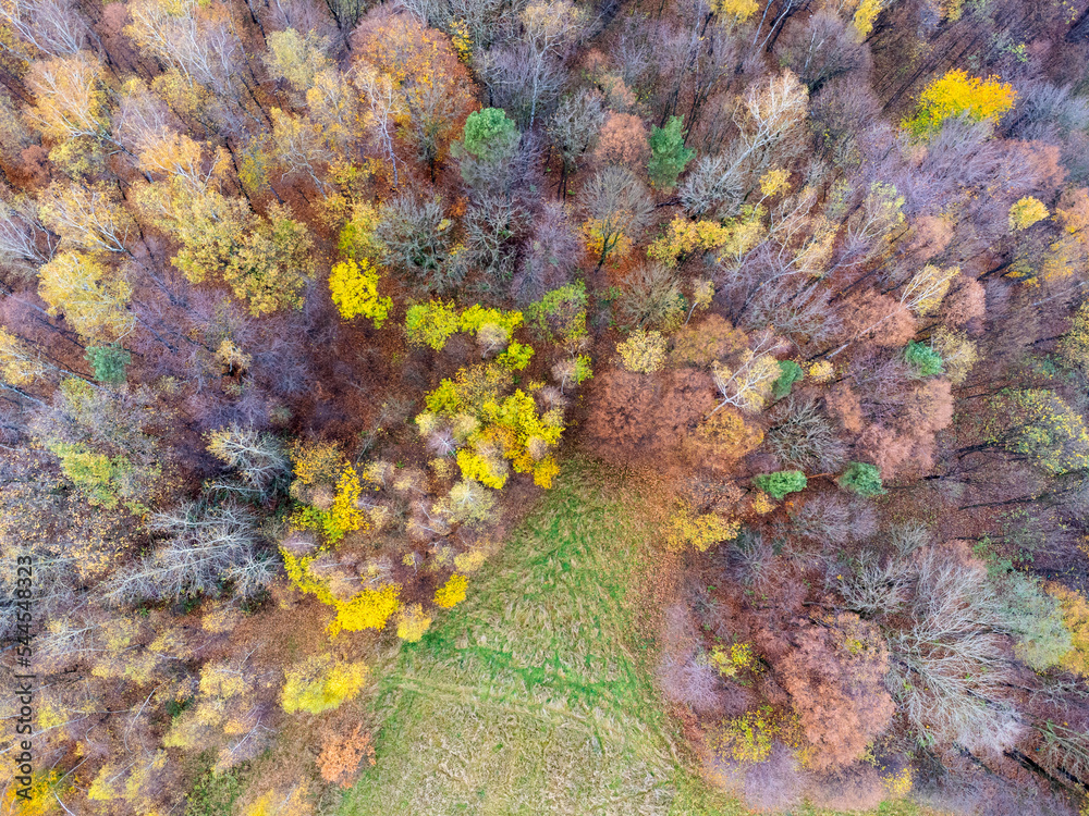 Aerial view. Forest, trees, grass, meadow , nature, seen from above. Landscape. Photo from a drone.