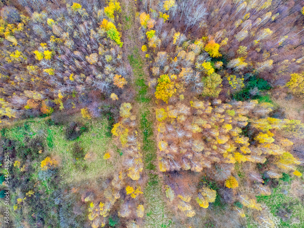 Aerial view. Forest, trees, grass, meadow , nature, seen from above. Landscape. Photo from a drone.