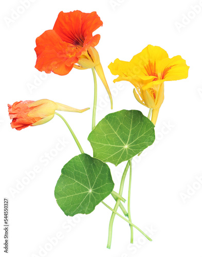 Nasturtium with transparent background