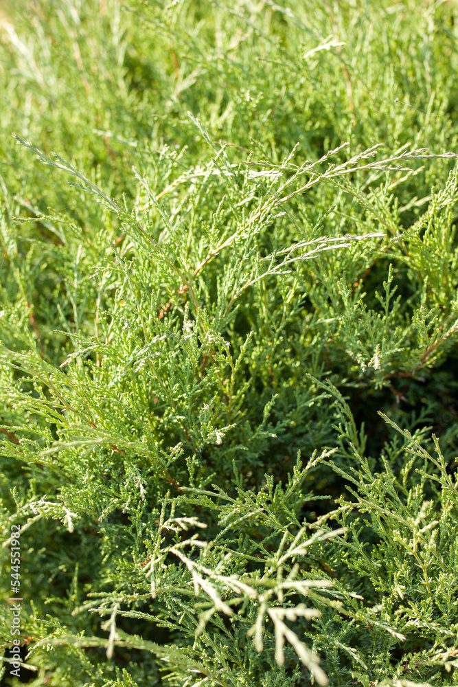 Evergreens. Background of green thuja. Background of green plants. Evergreens. Background of green thuja. Background of green plants.