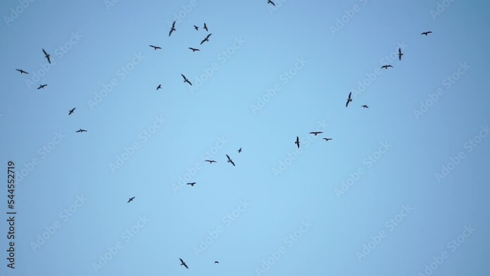 Seagulls flying in sunset sky. A flock of the seagull birds flies under a dark sky after sunset, over the sea along the rocky coast. Freedom concept Seagulls flying in sunset sky. A flock of the seagull birds flies under a dark sky after sunset, over the sea along the rocky coast. Freedom concept