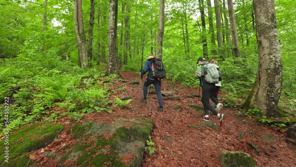 Back view of sporty young woman and man hiking together in autumn. Three tourists wearing backpacks, holding sticks, leaning, walking in forest. Concept of traveling and hiking. Back view of sporty young woman and man hiking together in autumn. Three tourists wearing backpacks, holding sticks, leaning, walking in forest. Concept of traveling and hiking.