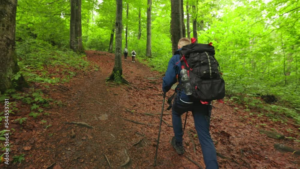 Back view of group of three people traveling together, hiking. Tourists with backpacks, holding sticks, leaning, walking in forest in autumn. Concept of tourism and hiking. Back view of group of three people traveling together, hiking. Tourists with backpacks, holding sticks, leaning, walking in forest in autumn. Concept of tourism and hiking.