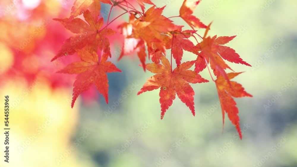 風に揺れる色鮮やかなカエデの紅葉のクローズアップ 風に揺れる色鮮やかなカエデの紅葉のクローズアップ