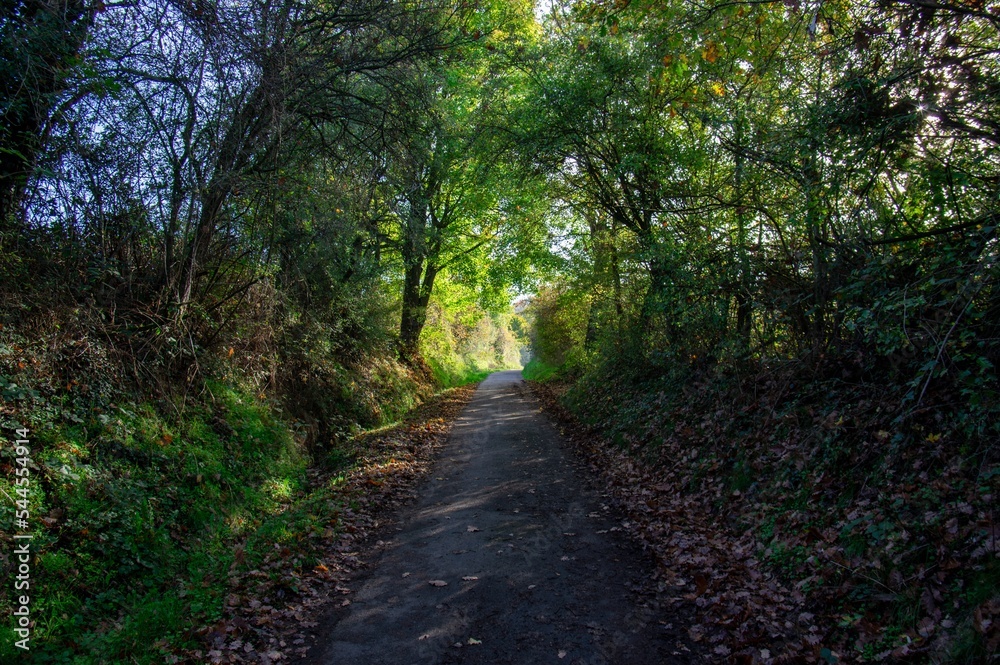 Fototapeta premium Beautiful hiking path near Darmstadt Germany close to Ludwigsturm. A Path through jungle covered by trees and grass in fall.