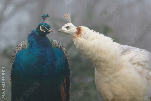 Portrait of two peacock birds  a white and a blue.