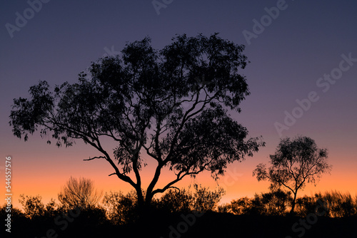 Nightfall over the bush with a tree in the foreground
