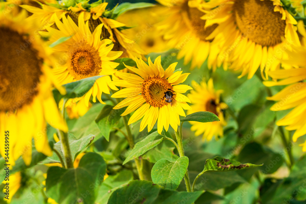 Fototapeta premium Bee on a sunflower - selective focus