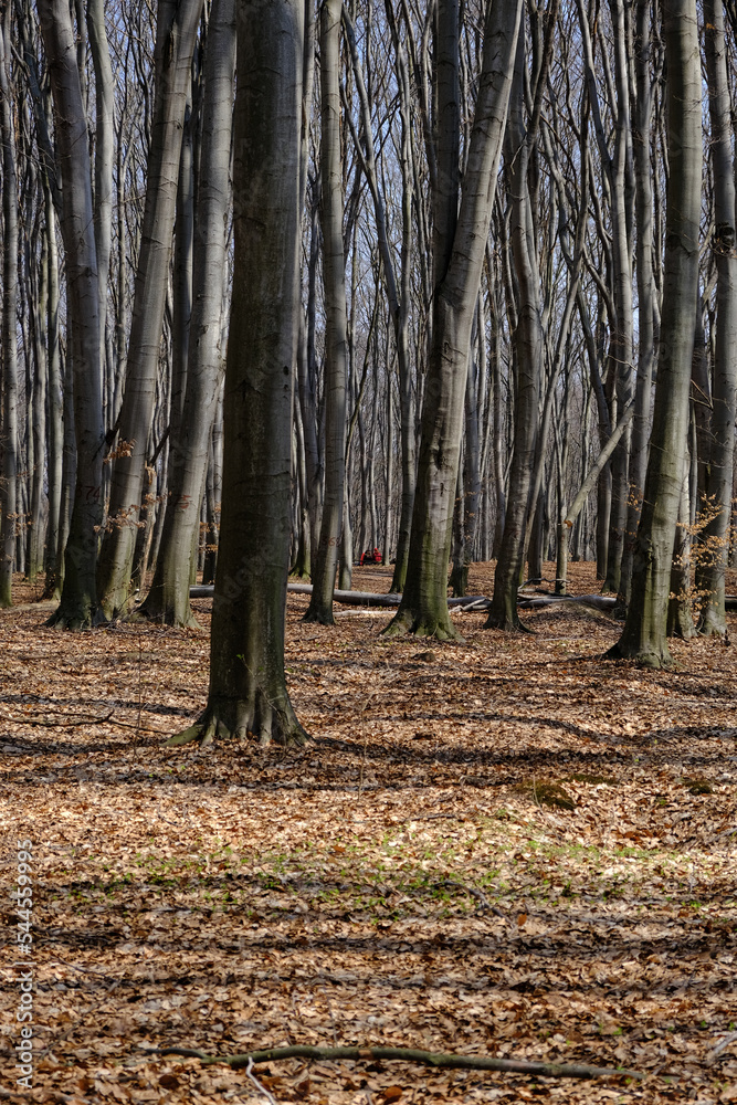 Fototapeta premium People rest in Spring forest at Holosiivskyi National Nature Park, Kyiv, Ukraine