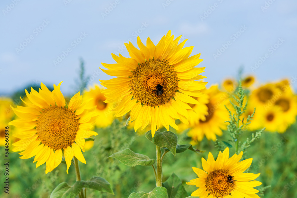 Obraz premium Bee on a sunflower - selective focus