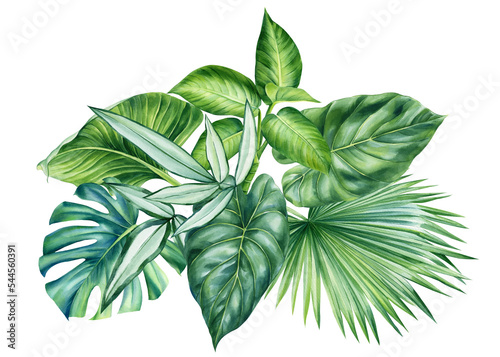 Watercolor Jungle green plant. Tropical leaves isolated on white background. Botanical illustration 