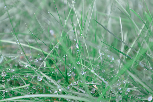 Morning dew on green grass close up photo. Drops of dew on the grass in defocus