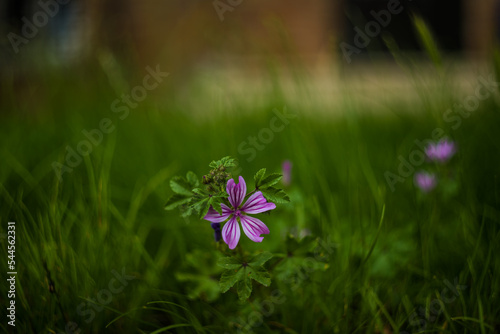 flowers on grass