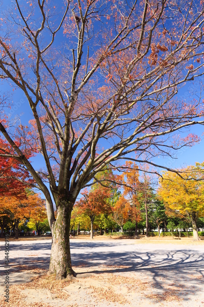 黄葉の欅のある住宅地の公園風景 黄葉の欅のある住宅地の公園風景
