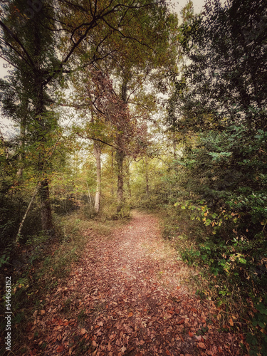 Promenade en forêt © Jocelyn Jocelyn