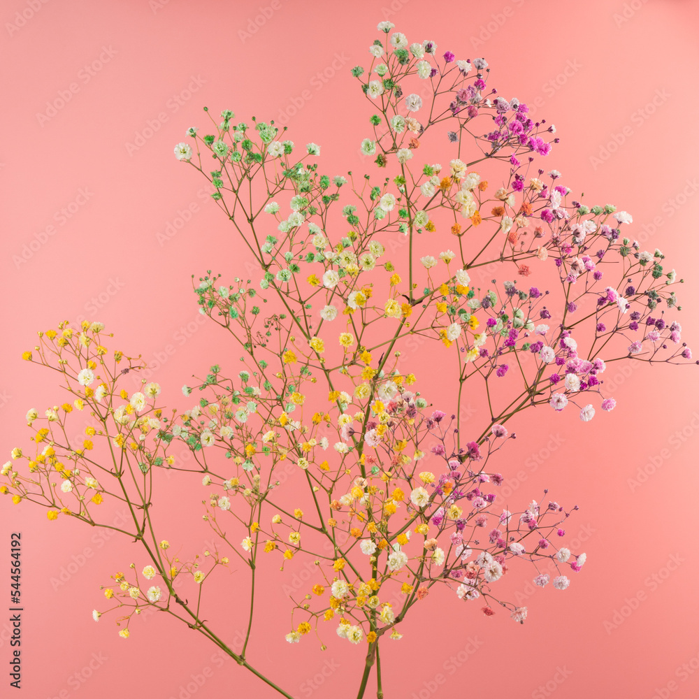 Colorful gypsophila twigs. Delicate graceful twigs with flowers on pink background.