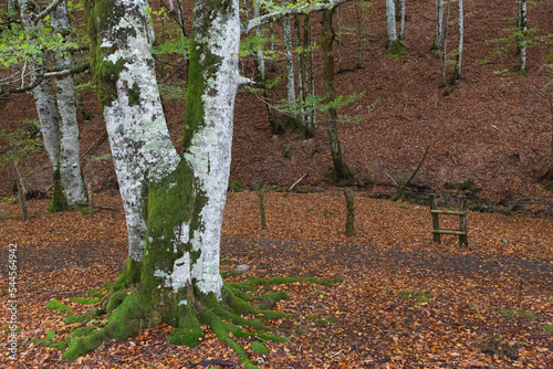 Fotografie Tree with a divided trunk in the front in a landscape of a forest in autumn with