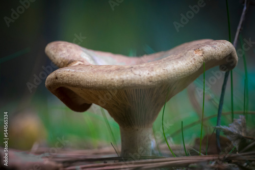 Paxillus involutus, also known as the brown roll-rim or common roll-rim is a basidiomycete fungus that is widely distributed across the Northern Hemisphere. photo