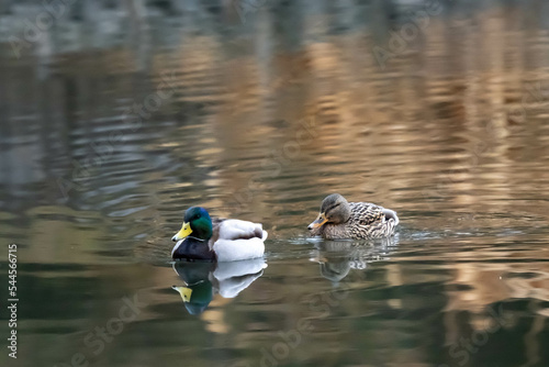 The pair of Mallard ducks are swimming in the lake.