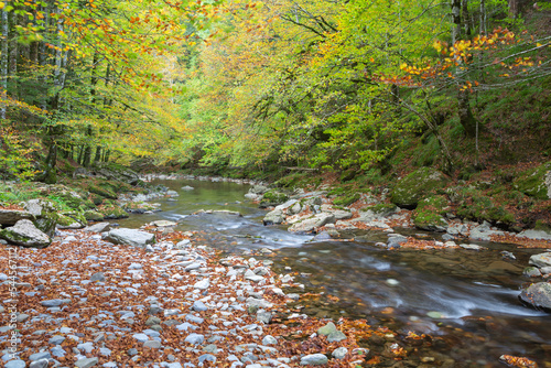 River in Autumn forest with colourful trees in the back with yellow and green leaves and white river stones and brown leaves in the slope of the river. photo