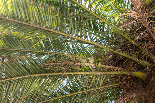 A pair of green parrots cuddle in the branches of a palm tree