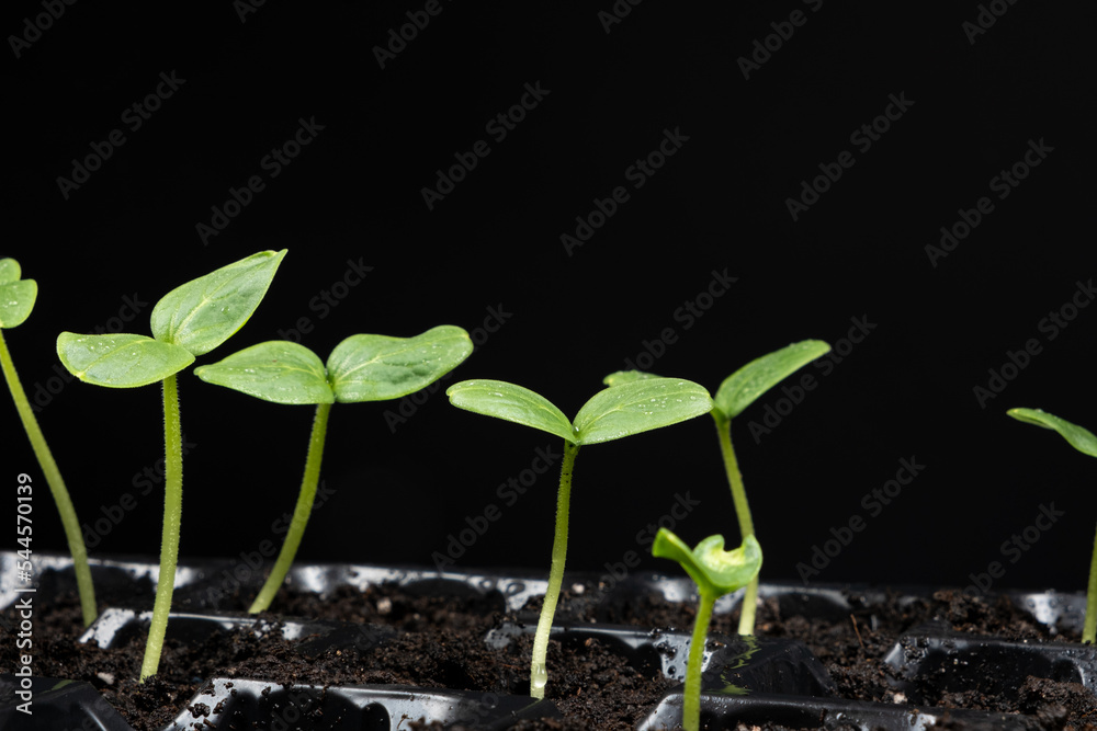 Growing cucumbers from seeds. Step 4 - First Sprouts Growing cucumbers from seeds. Step 4 - First Sprouts
