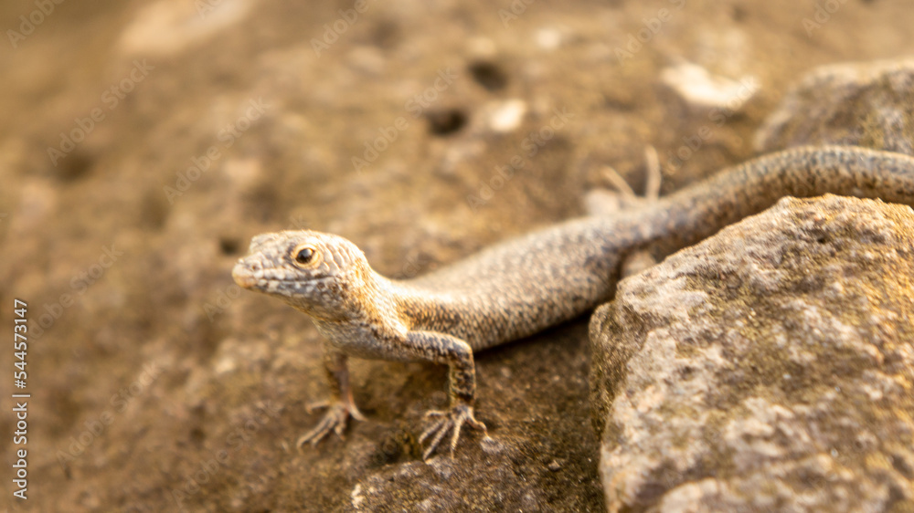 Mabuya a species of lizard in the Northeast region of Brazil Mabuya a species of lizard in the Northeast region of Brazil