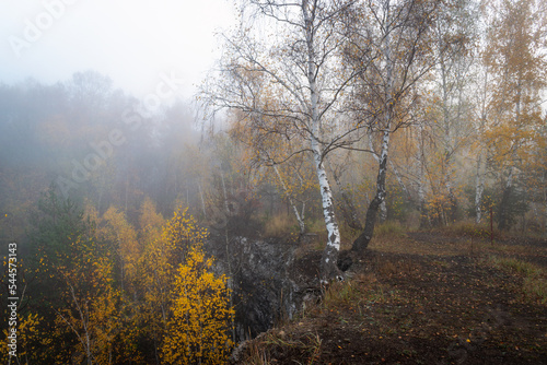 Fototapeta Naklejka Na Ścianę i Meble -  Brzoza we mgle
