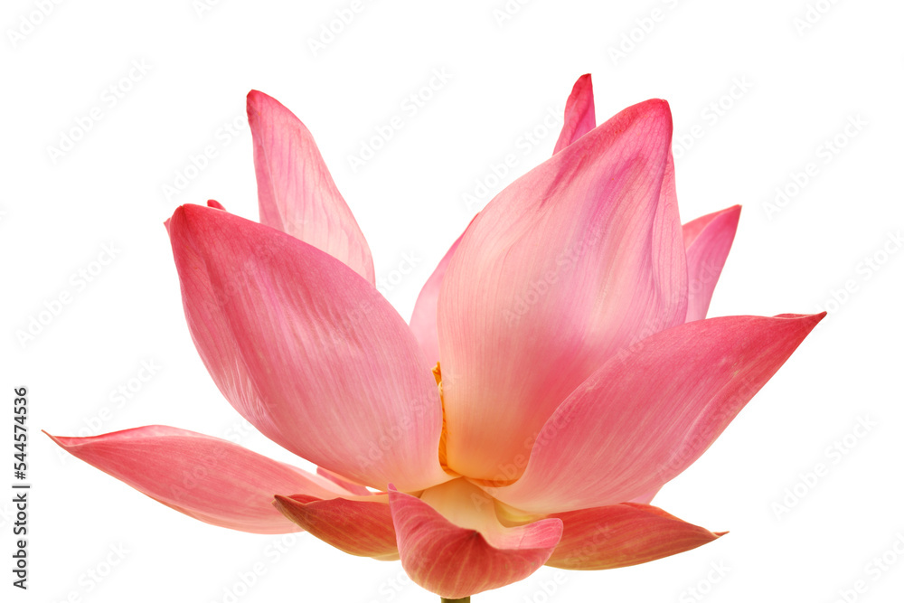 Fototapeta premium lotus flower