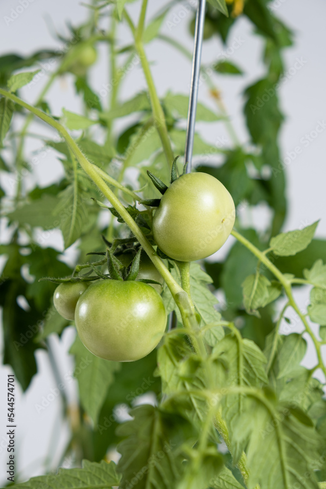 Growing tomatoes from seeds, step by step. Step 12 - lots of green tomatoes on branches.