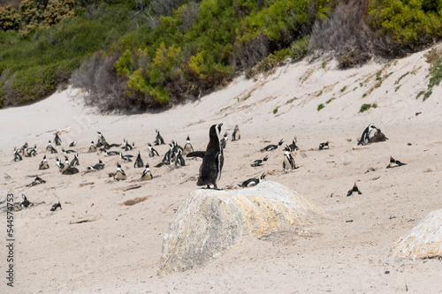 African penguins colony at Boulders beach, Cape Town