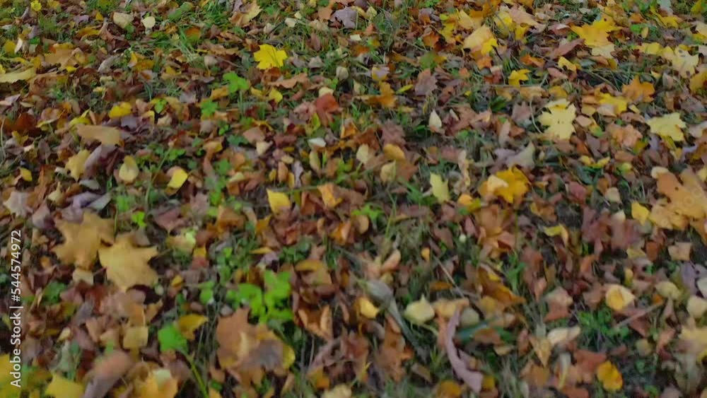 Autumn pattern The ground is covered with yellow leaves that have fallen from the trees and swirl in the air from the wind. Autumn Autumn pattern The ground is covered with yellow leaves that have fallen from the trees and swirl in the air from the wind. Autumn