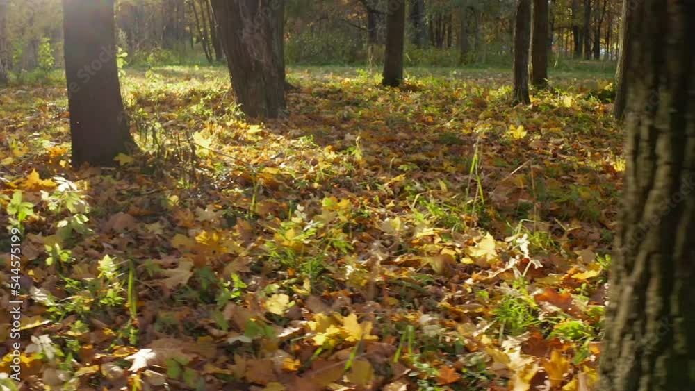 Autumn park with leaves swirling from the wind that fell from a tree. Camera movement pan left sideways Autumn park with leaves swirling from the wind that fell from a tree. Camera movement pan left sideways