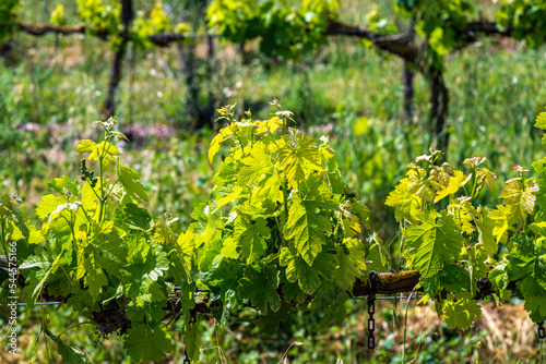 Rows of vines with young green leaves. vineyard Israel